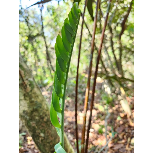 Pérez-Farrera, MA 4354, photo 6