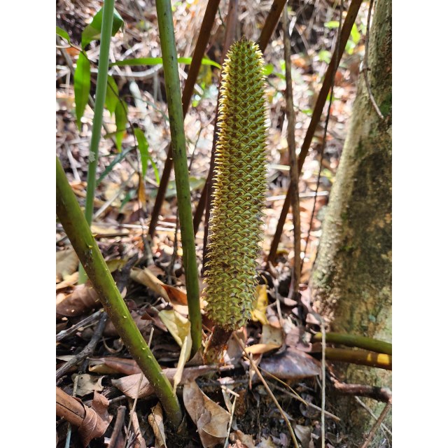 Pérez-Farrera, MA 4354, photo 7