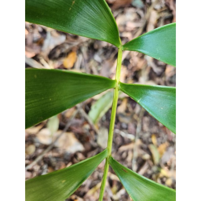 Pérez-Farrera, MA 4354, photo 10