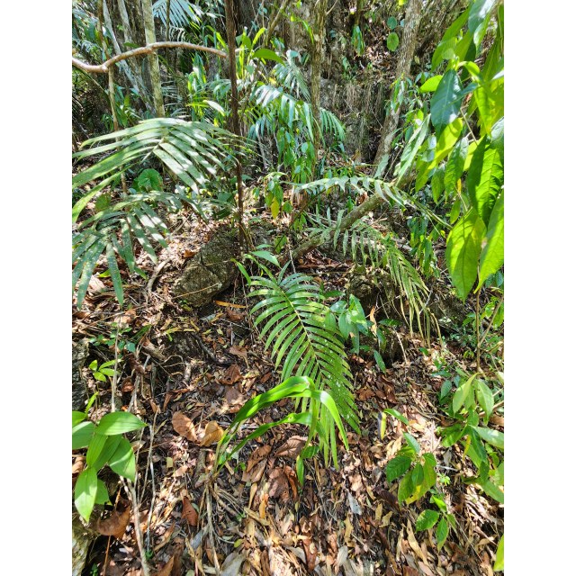 Pérez-Farrera, MA 4354, photo 11