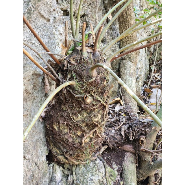 Pérez-Farrera, MA 4354, photo 12