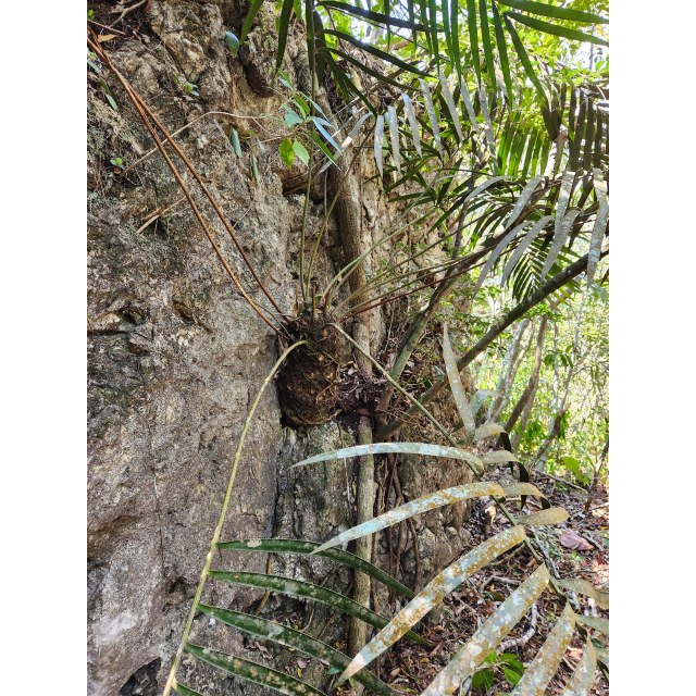 Pérez-Farrera, MA 4354, photo 14
