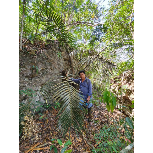 Pérez-Farrera, MA 4354, photo 19