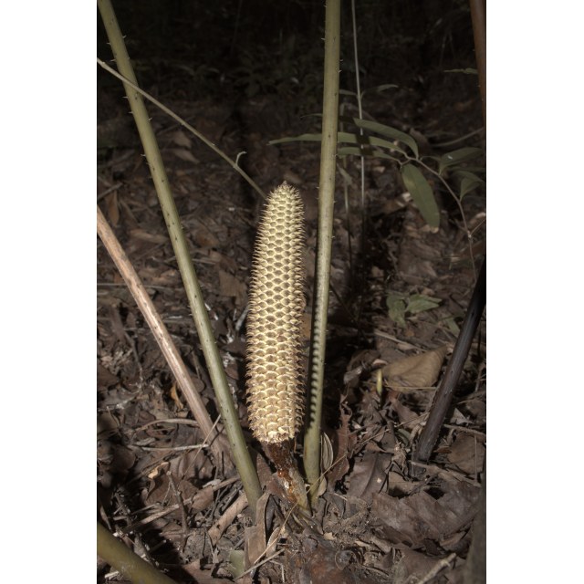 Pérez-Farrera, MA 4354, photo 21