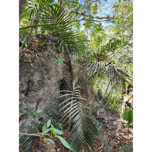 Pérez-Farrera, MA 4354, photo 22