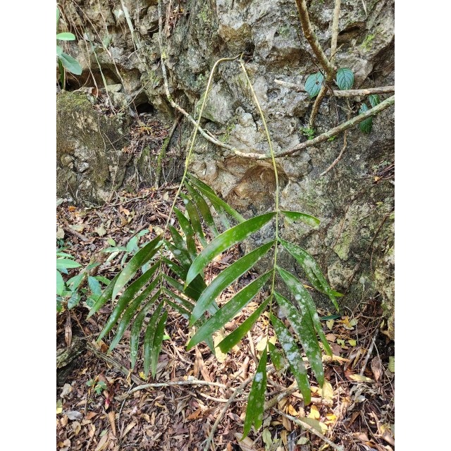 Pérez-Farrera, MA 4354, photo 23