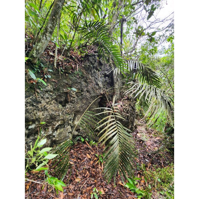 Pérez-Farrera, MA 4396, photo 4