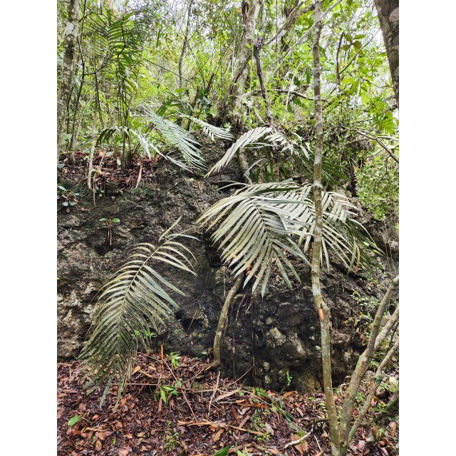 Pérez-Farrera, MA 4396, photo 5