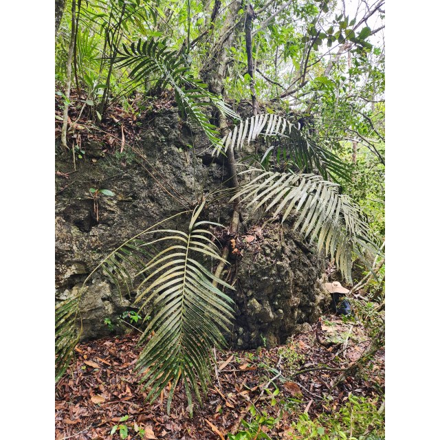 Pérez-Farrera, MA 4396, photo 7