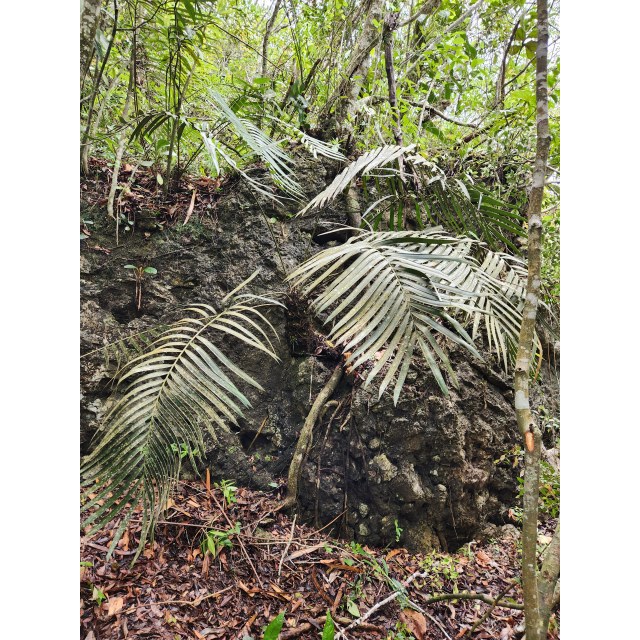 Pérez-Farrera, MA 4396, photo 8
