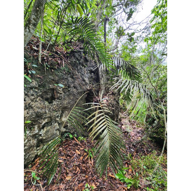 Pérez-Farrera, MA 4396, photo 12