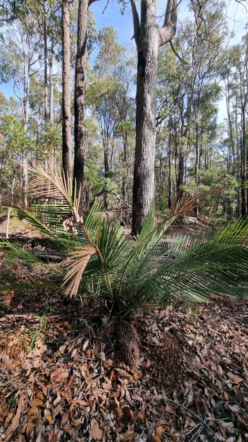 Dalziel, Y s.n., photo 38