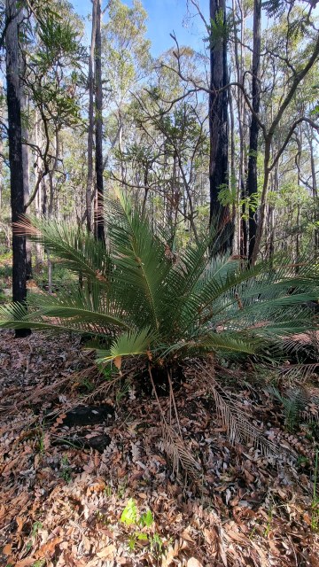 Dalziel, Y s.n., photo 15