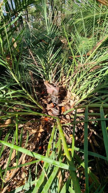 Dalziel, Y s.n., photo 37