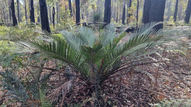 Dalziel, Y s.n., photo 53