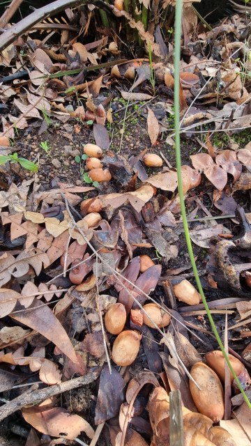 Dalziel, Y s.n., photo 17