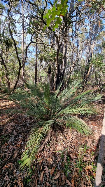 Dalziel, Y s.n., photo 54