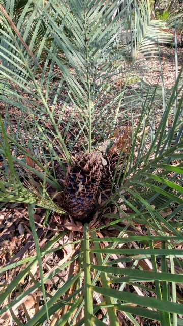 Dalziel, Y s.n., photo 33