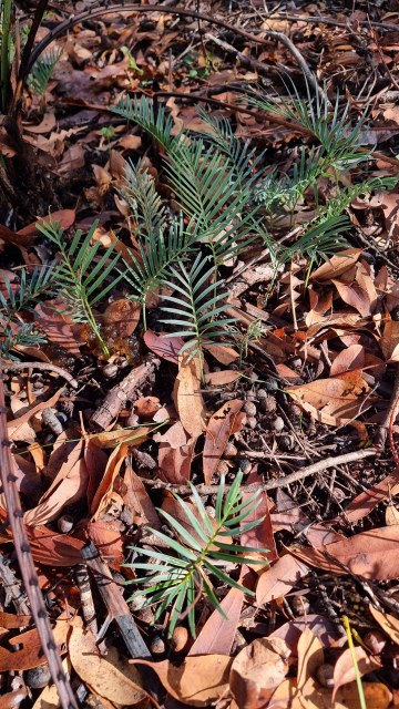 Dalziel, Y s.n., photo 29