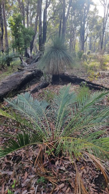 Dalziel, Y s.n., photo 7