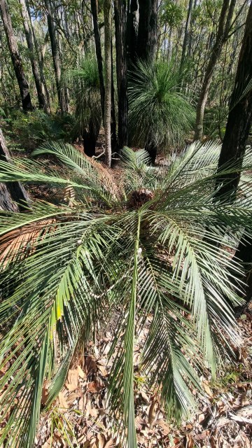 Dalziel, Y s.n., photo 25
