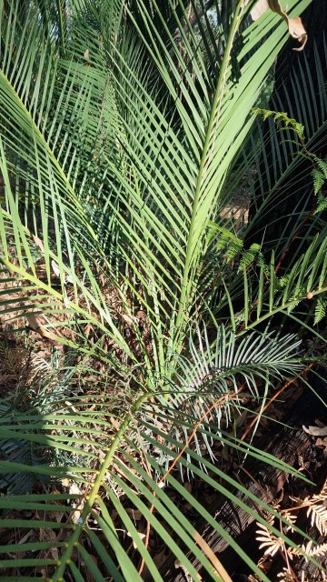 Dalziel, Y s.n., photo 22