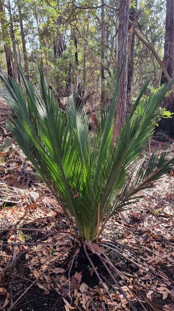 Dalziel, Y s.n., photo 55