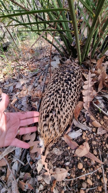 Dalziel, Y s.n., photo 21