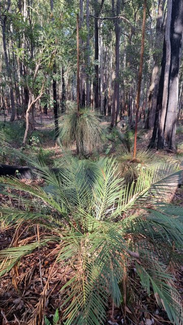 Dalziel, Y s.n., photo 3