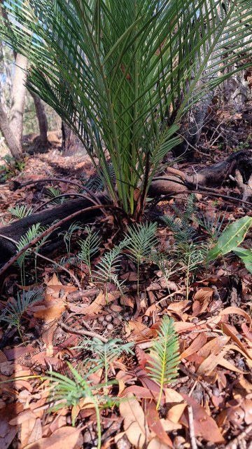 Dalziel, Y s.n., photo 36