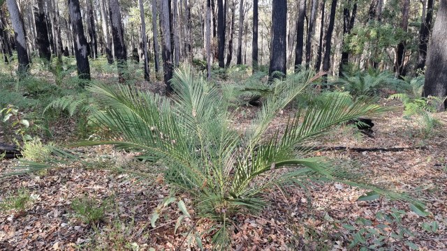 Dalziel, Y s.n., photo 5