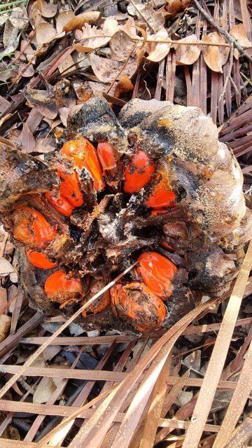 Dalziel, Y s.n., photo 8