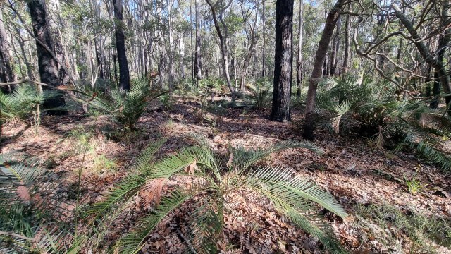 Dalziel, Y s.n., photo 30