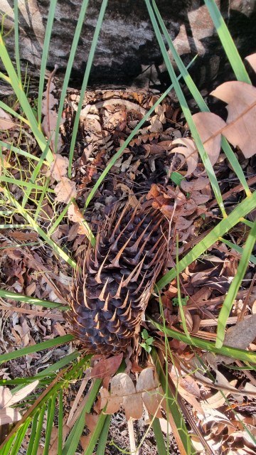 Dalziel, Y s.n., photo 11