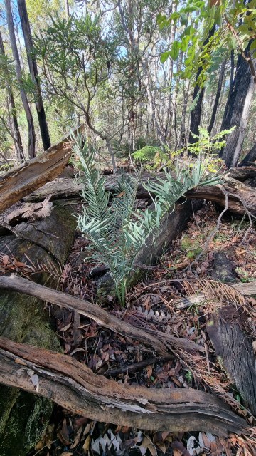 Dalziel, Y s.n., photo 26