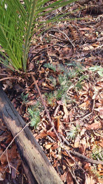 Dalziel, Y s.n., photo 2