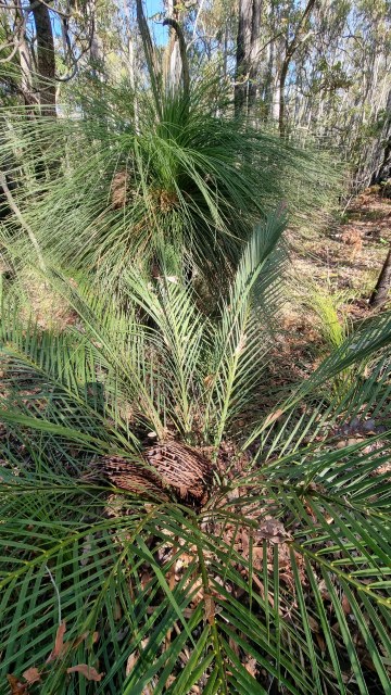 Dalziel, Y s.n., photo 9