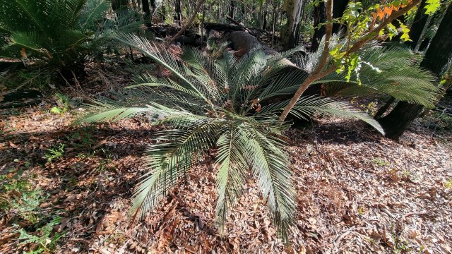 Dalziel, Y s.n., photo 4