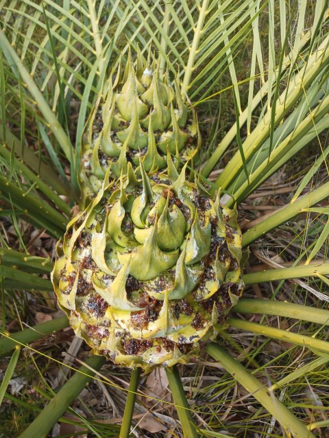 Em Lamond, photo 5