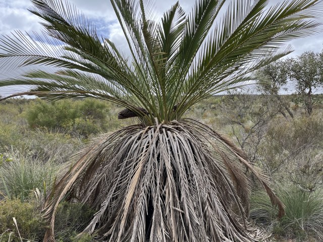 OzGadabout, photo 1