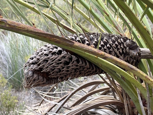 OzGadabout, photo 2