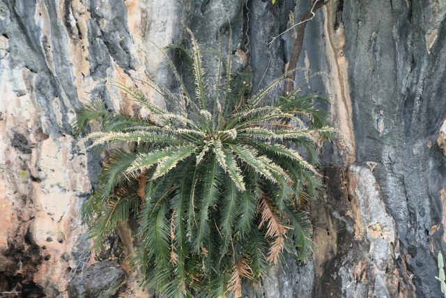 CORDENOS Thierry, photo 1