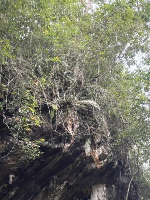 kumutha, photo 1