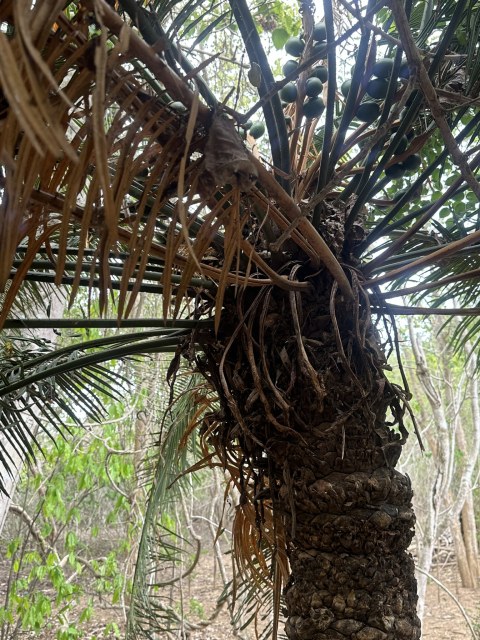 cgbolas, photo 1
