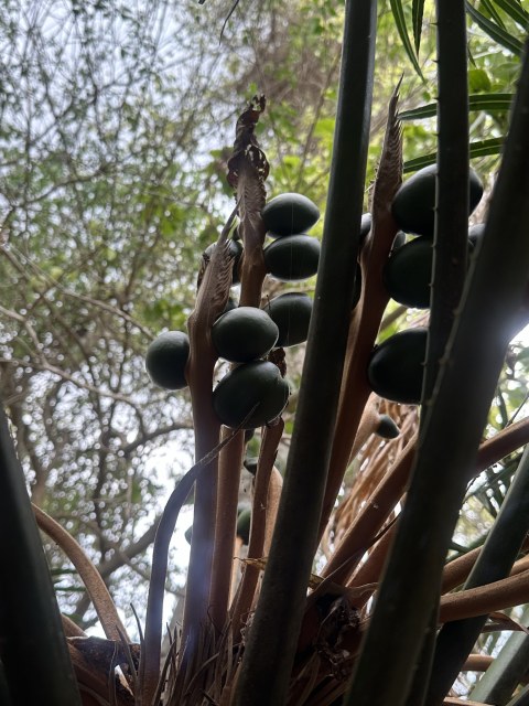 cgbolas, photo 2