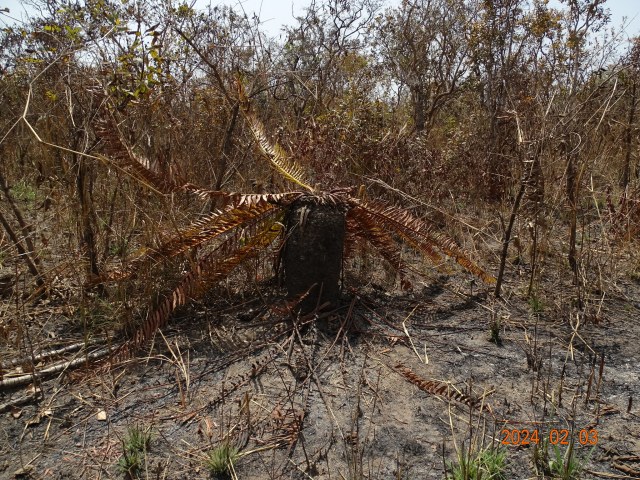 thierry_aebischer_chinko, photo 2