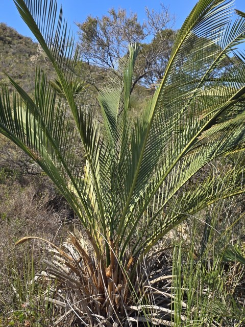 dex68, photo 1