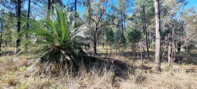 Dalziel, Y s.n., photo 23