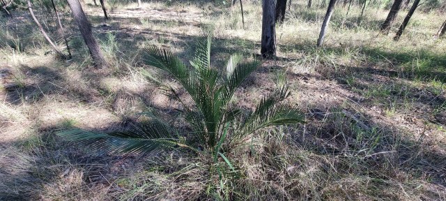 Dalziel, Y s.n., photo 1