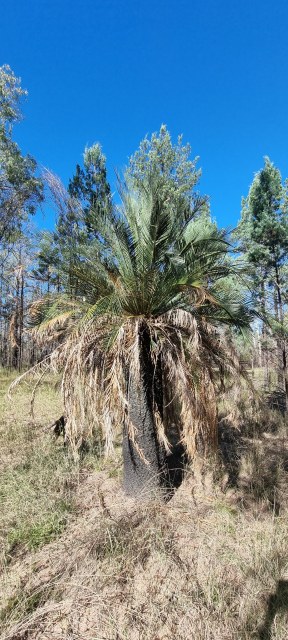 Dalziel, Y s.n., photo 26